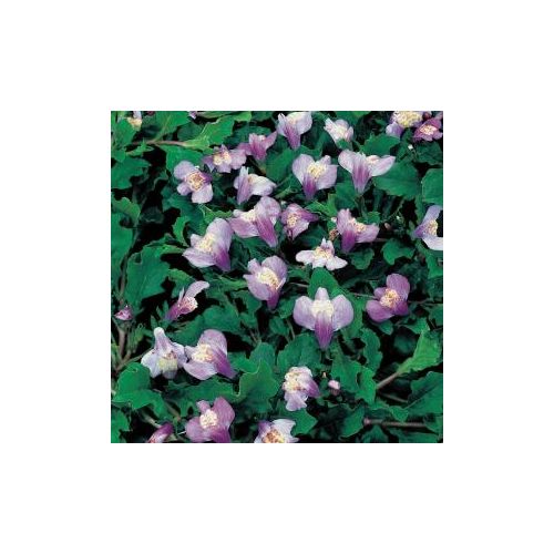 Mazus reptans Blauw