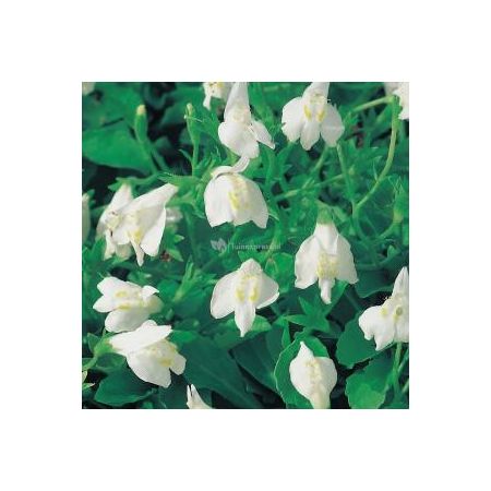 Mazus reptans Wit