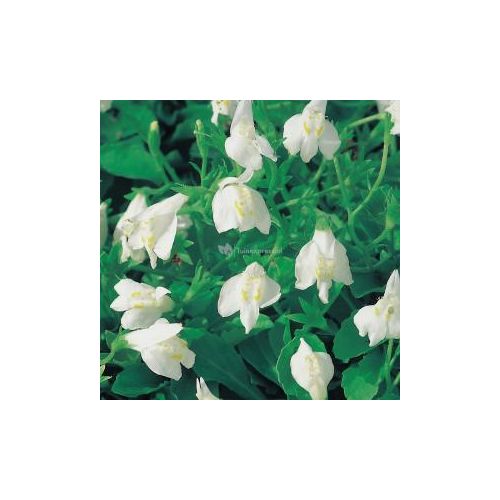 Mazus reptans Wit