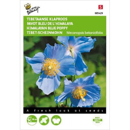 Meconopsis blauw 25zdn