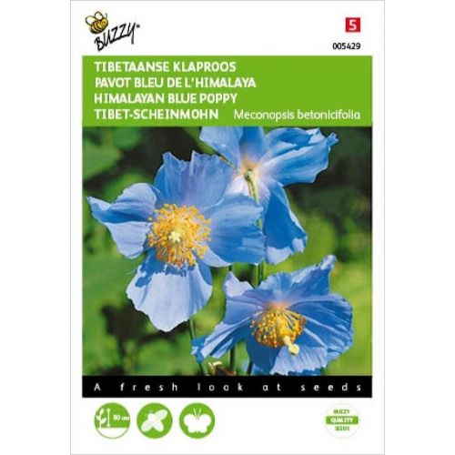 Meconopsis blauw 25zdn