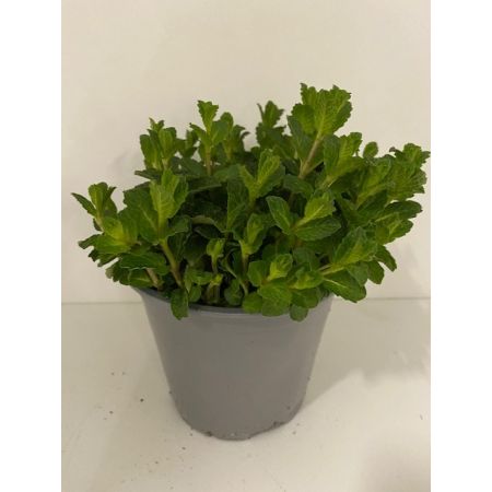 Mentha