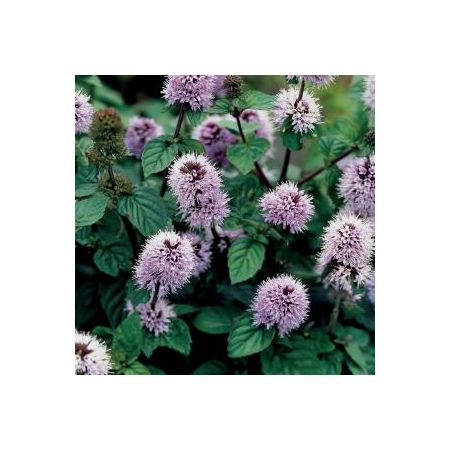 Mentha aquatica