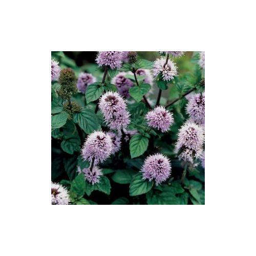 Mentha aquatica