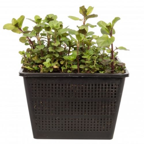 Mentha aquatica