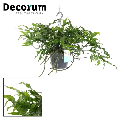 Microsorum diversifolium