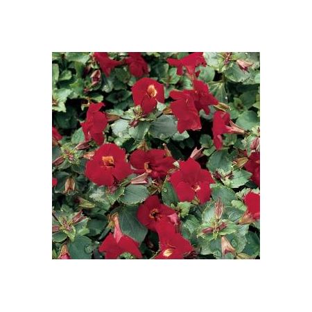 Mimulus Bonfire Red