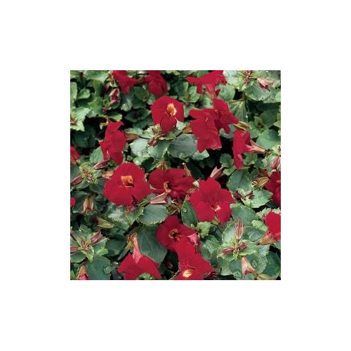 Mimulus Bonfire Red