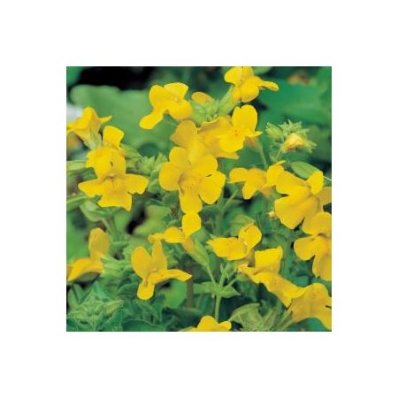 Mimulus luteus