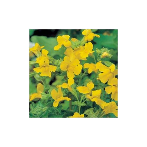 Mimulus luteus