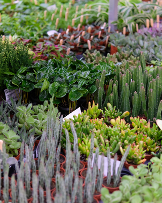 Miniplanten - Mini Zimmerpflanzen