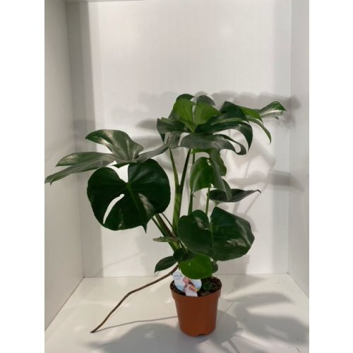 Monstera Deliciosa ASP