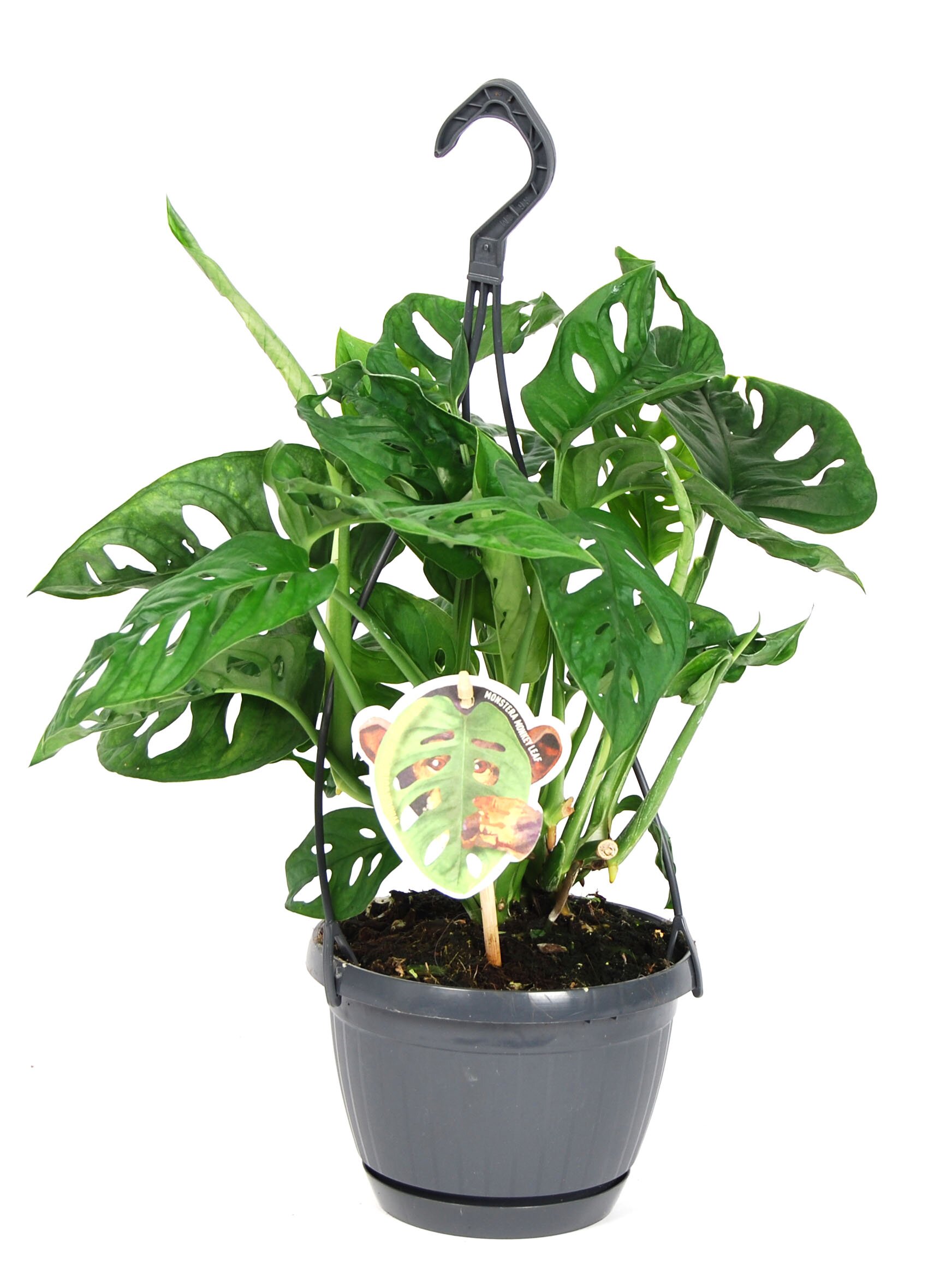 Monstera Monkey Leaf hangpot Tuincentrum Schmitz