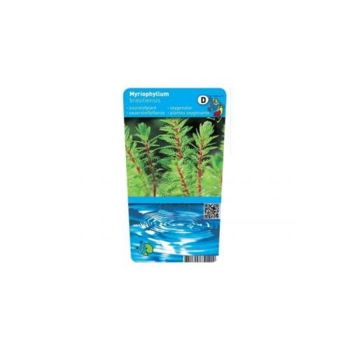Myriophyllum red stem