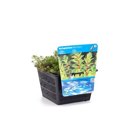 Myriophyllum red stem