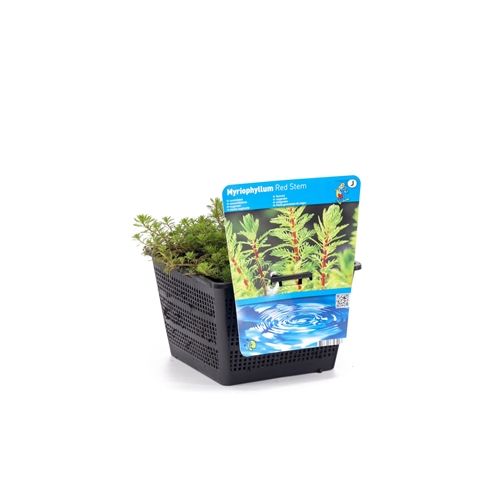 Myriophyllum red stem