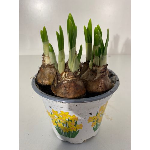 Narcissus Tete a tete P12