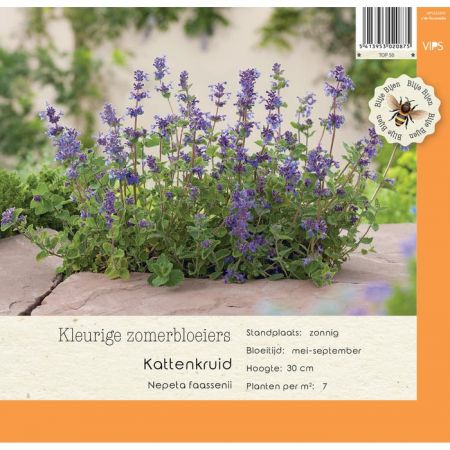 Nepeta faassenii p9