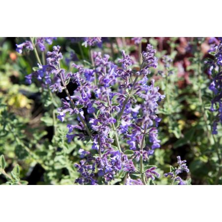 Nepeta faassenii Six Hills Giant p9