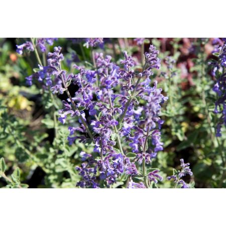 Nepeta faassenii Six Hills Giant p9