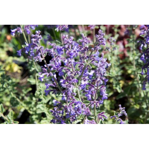 Nepeta faassenii Six Hills Giant p9