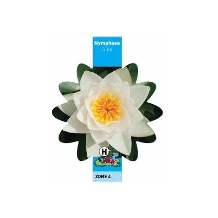 Nymphaea Alba