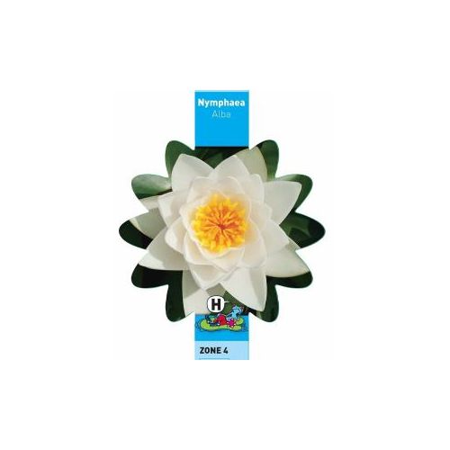 Nymphaea Alba
