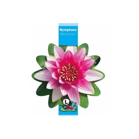 Nymphaea Attraction