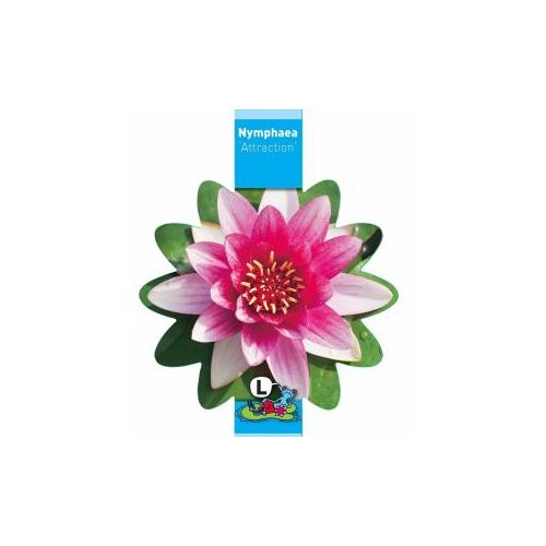 Nymphaea Attraction