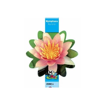Nymphaea Aurora