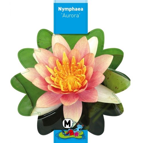 Nymphaea Aurora 3l