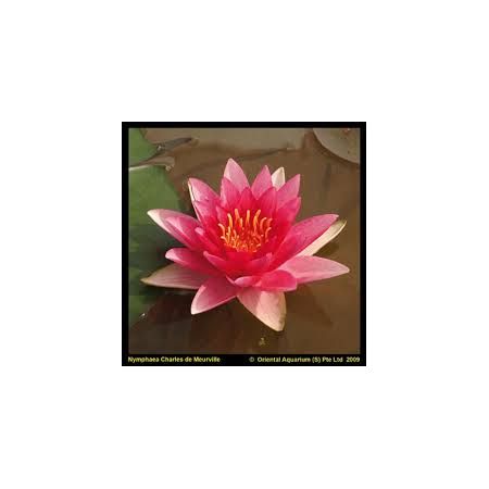 Nymphaea Charles de Meurville(3L)