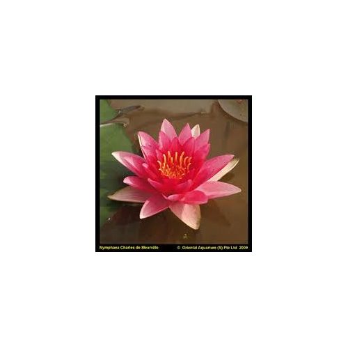 Nymphaea Charles de Meurville(3L)