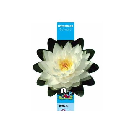 Nymphaea Gonnere