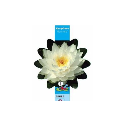 Nymphaea Gonnere