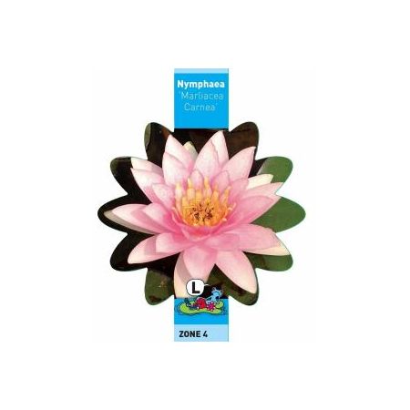 Nymphaea Marliacea Carnea