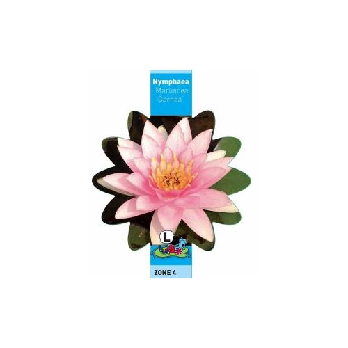Nymphaea Marliacea Carnea