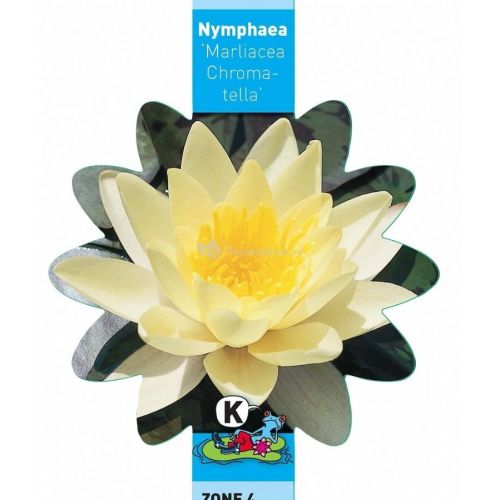Nymphaea Marliacea Chormat.