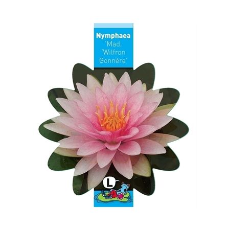 Nymphaea Md Witfron Gonnere(3L)