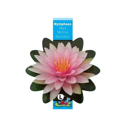 Nymphaea Md Witfron Gonnere(3L)