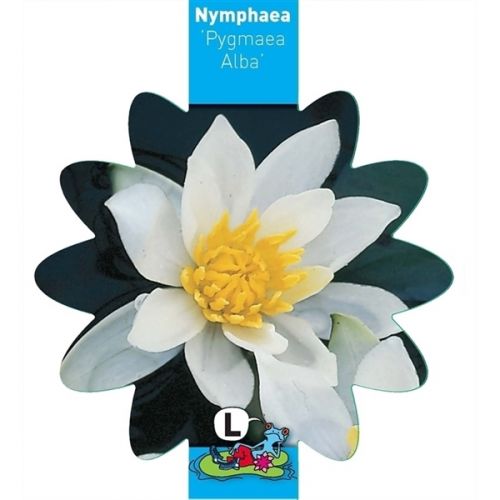Nymphaea Pygmea Alba