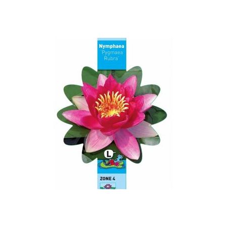 Nymphaea Pygmea Rubra
