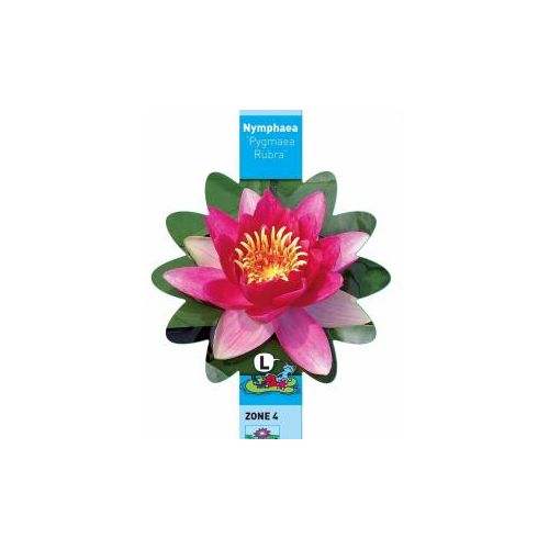 Nymphaea Pygmea Rubra