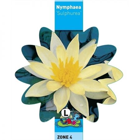 Nymphaea Sulphurea(3L)