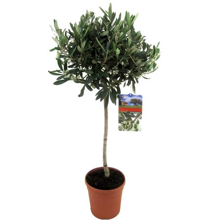 Olea europea op stam P21