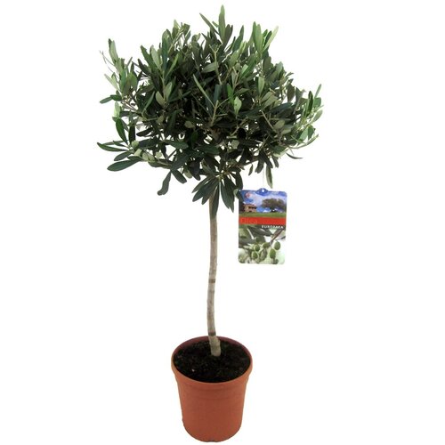 Olea europea op stam P21