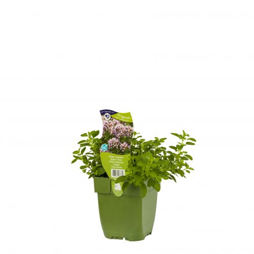 Origanum vulg. 'Compactum'