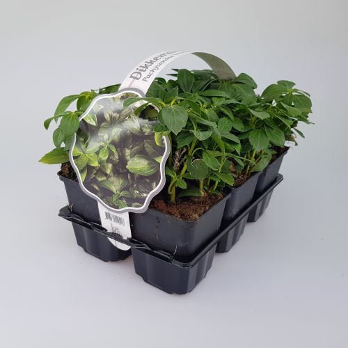 Pachysandra Green Sheen 6-PACK