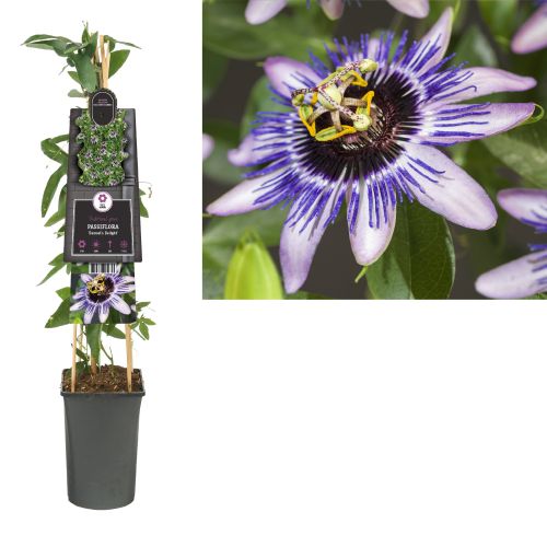 Passiflora cae. 'Damsel's Delight'®