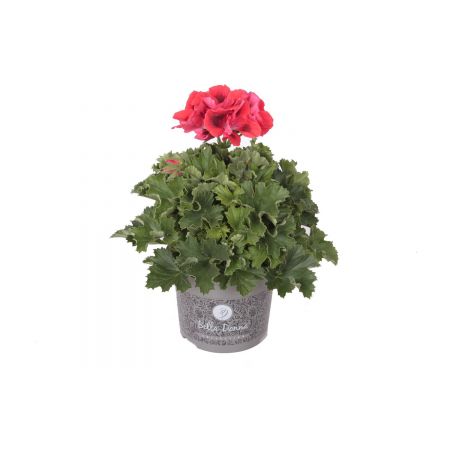 Pelargonium Gran. - Franse Geranium p12 Rood